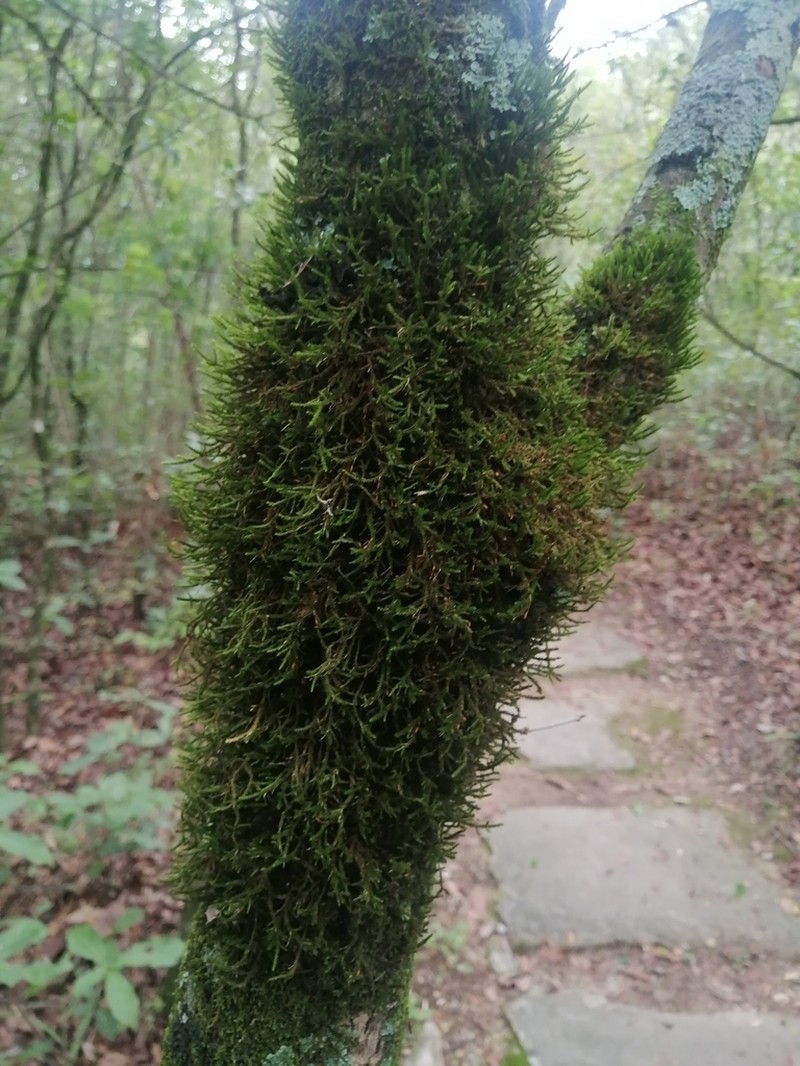 Forsstroemia Moss photo 4