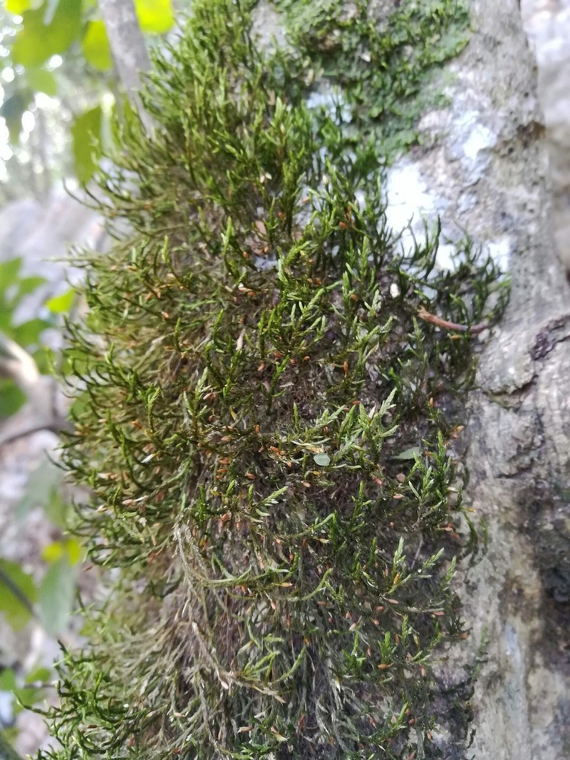 Forsstroemia Moss photo 5