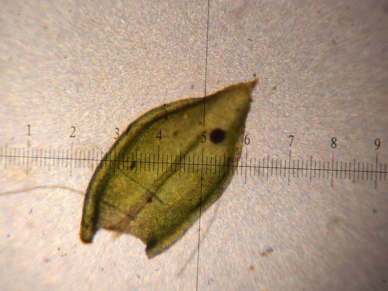 Forsstroemia Moss photo 6