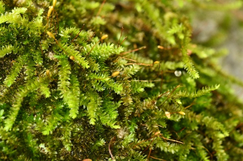 Forsstroemia Moss photo 7