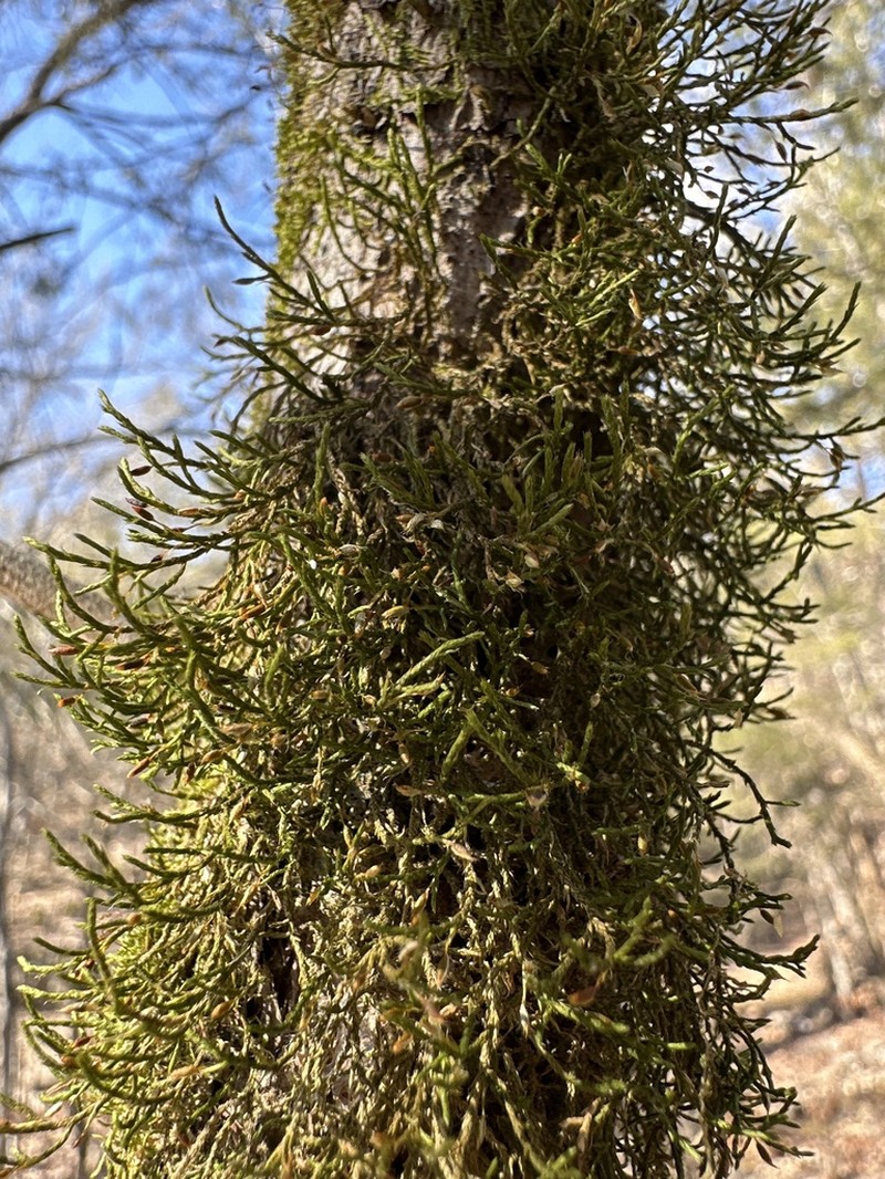 Forsstroemia Moss photo 8