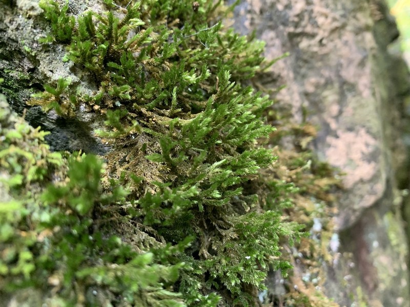 Forsstroemia Moss