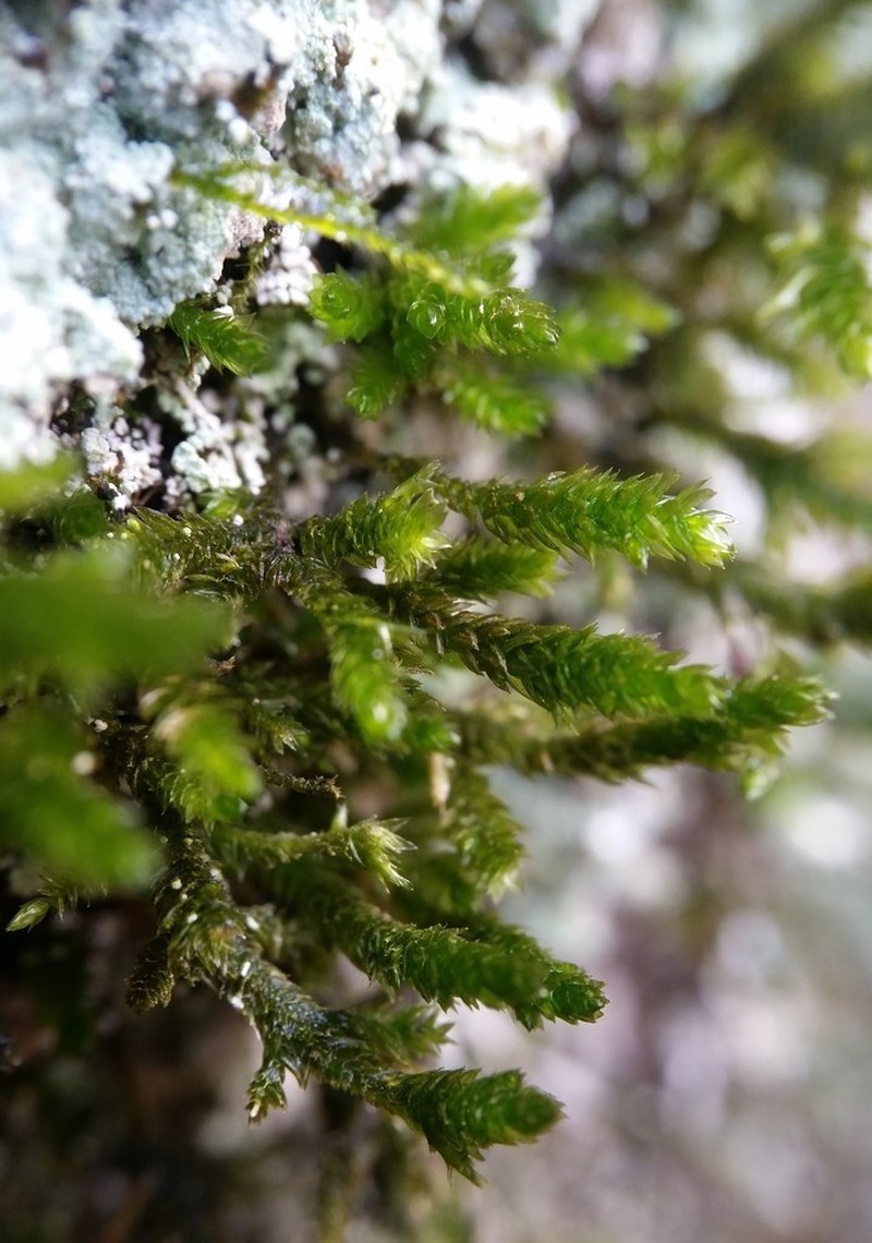 Forsstroemia Moss photo 2
