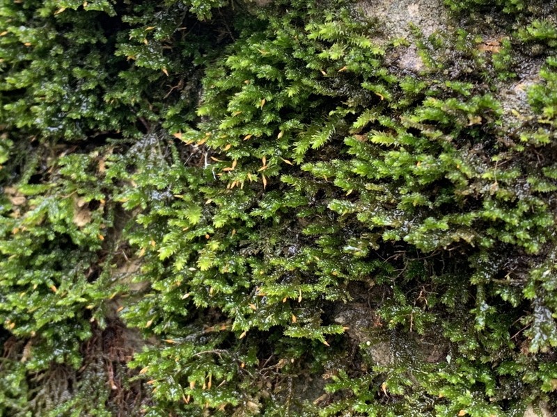 Forsstroemia Moss photo 3