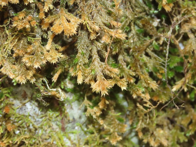 Forsstroemia Moss photo 4