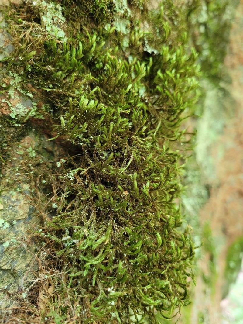 Forsstroemia Moss photo 5