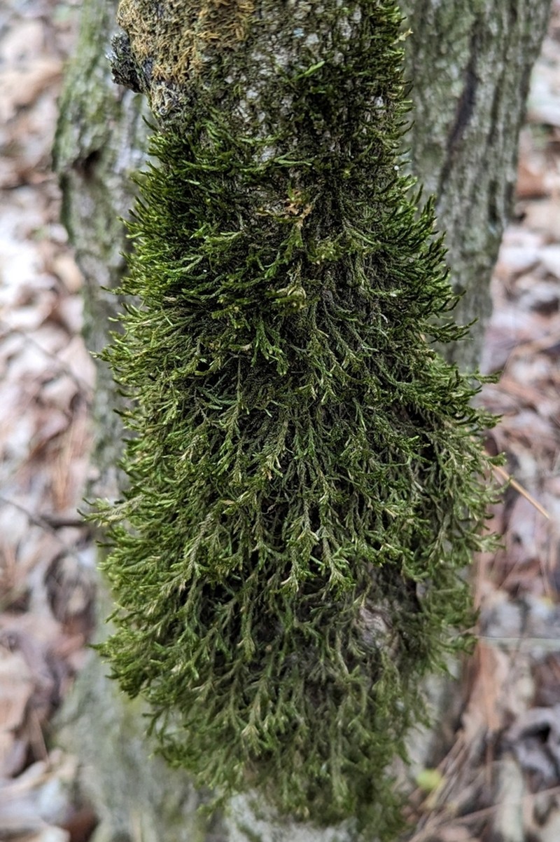Forsstroemia Moss photo 6
