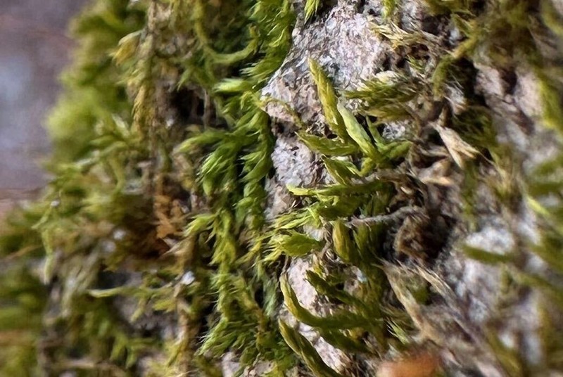 Forsstroemia Moss photo 7