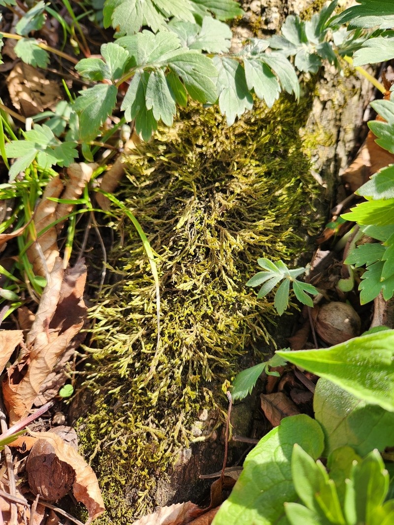 Forsstroemia Moss photo 8
