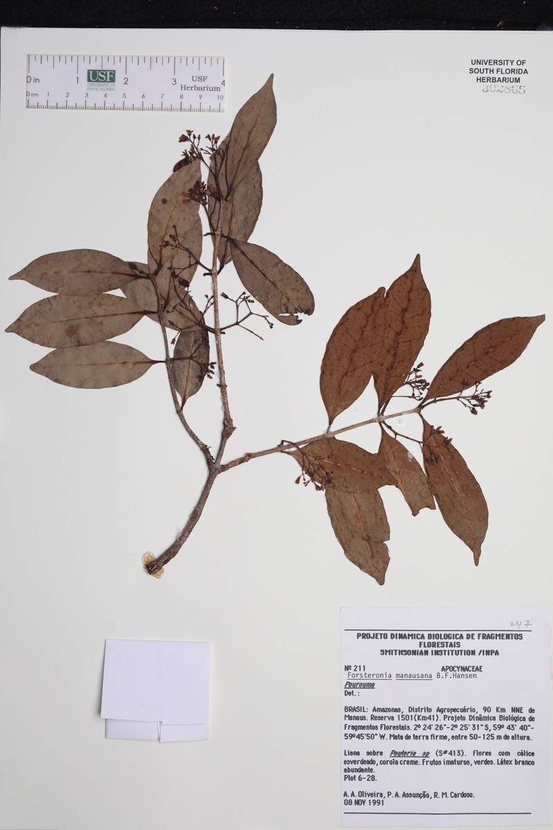 Forsteronia manausana