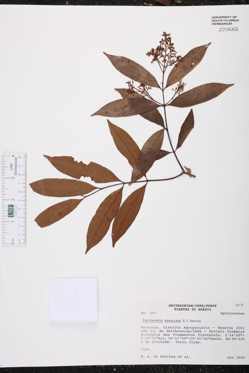 Forsteronia manausana photo 2