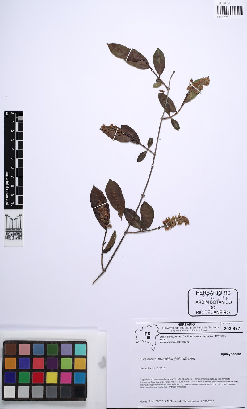 Forsteronia nitida