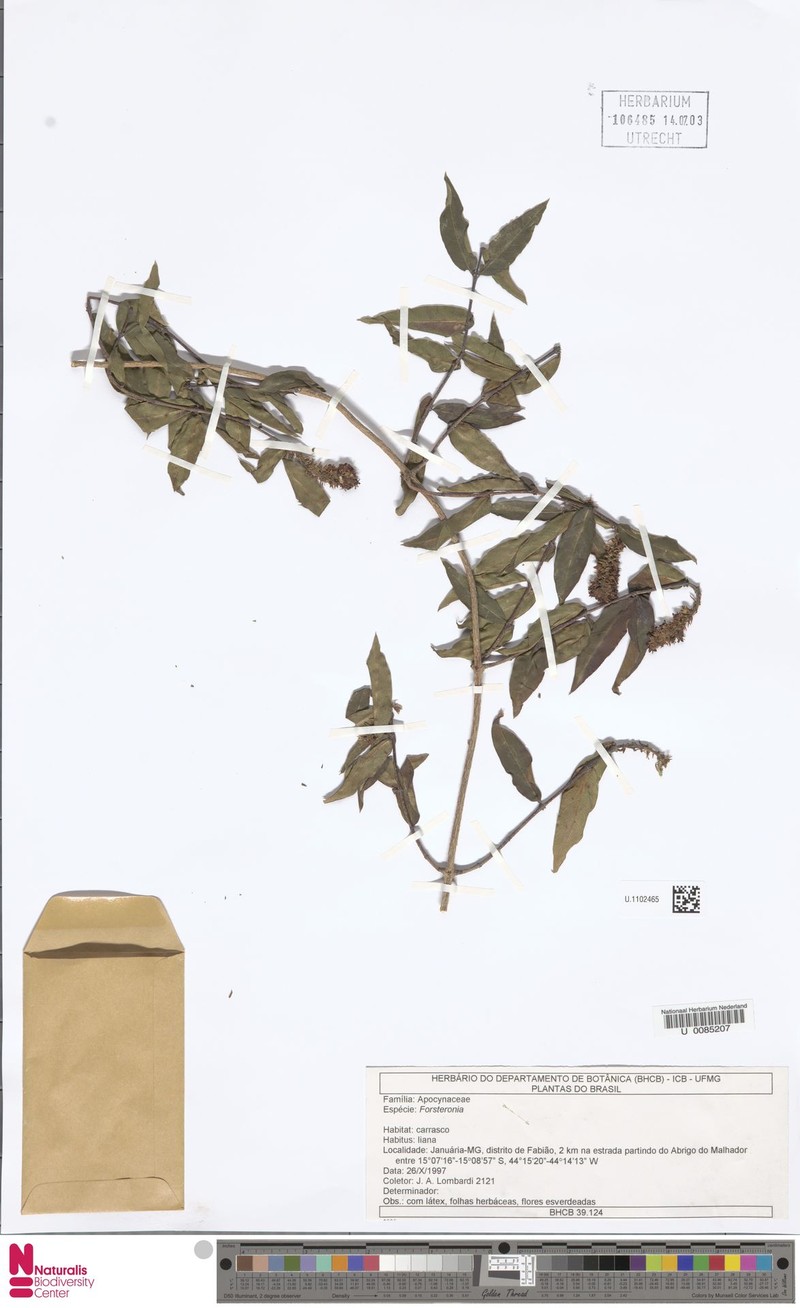 Forsteronia nitida photo 2