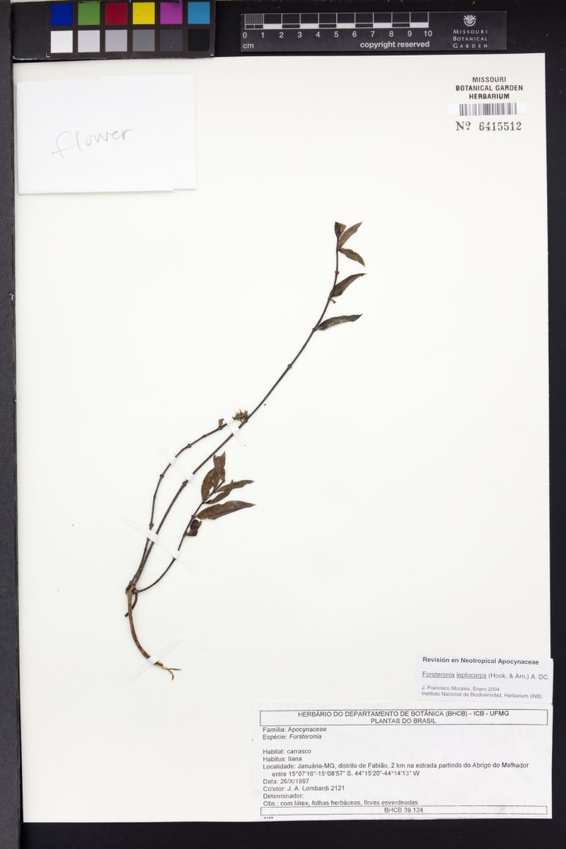 Forsteronia nitida photo 3
