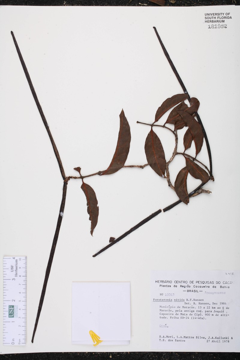 Forsteronia nitida photo 4