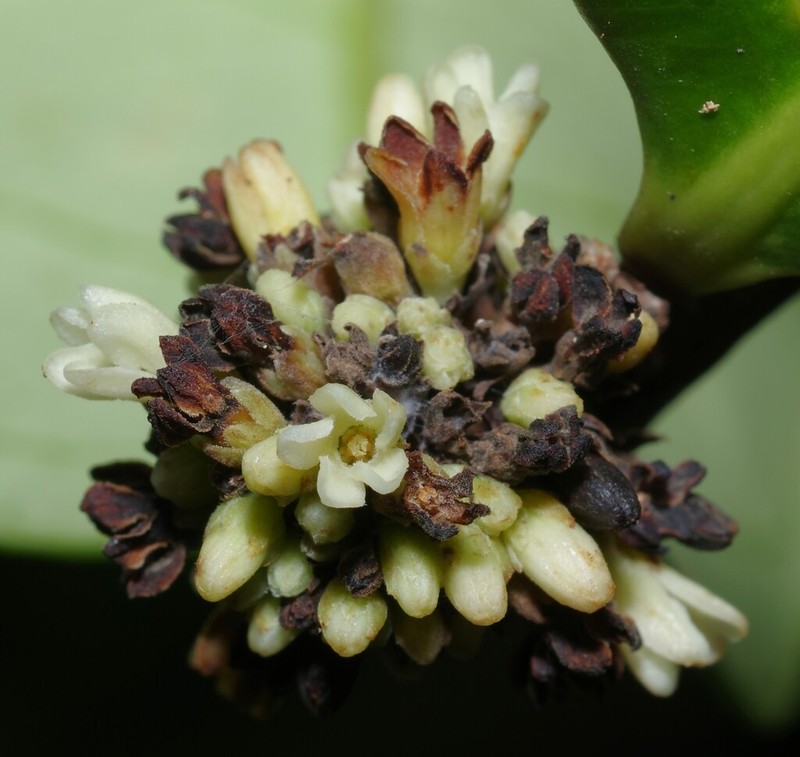 Forsteronia paraensis