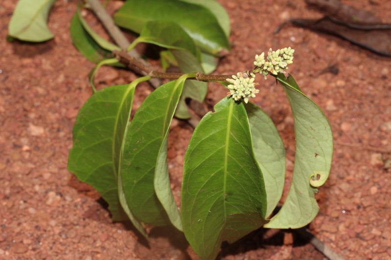 Forsteronia paraensis photo 2
