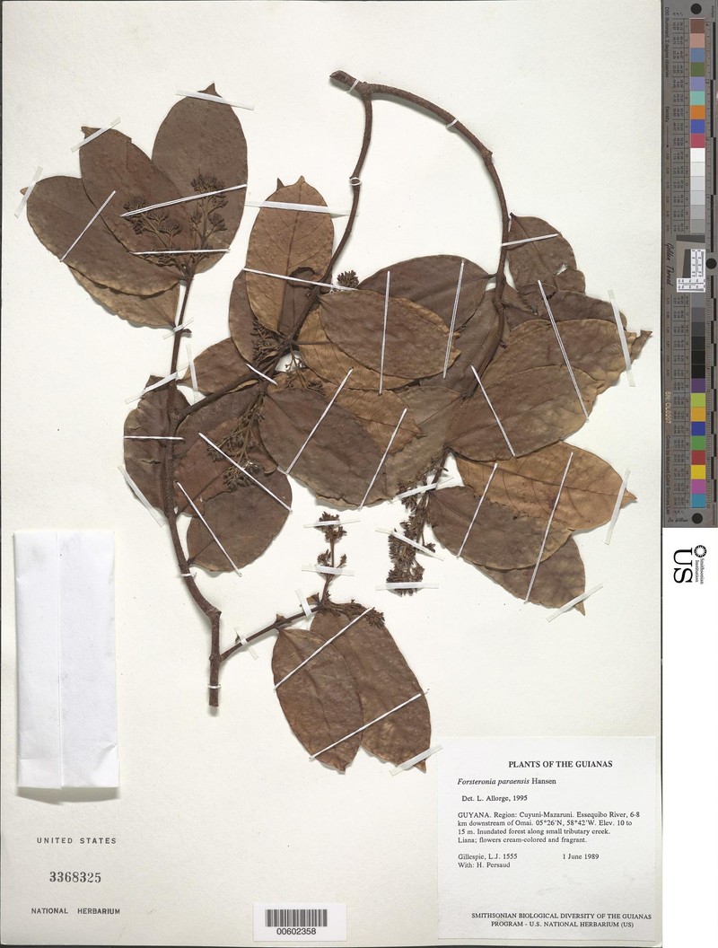 Forsteronia paraensis photo 4