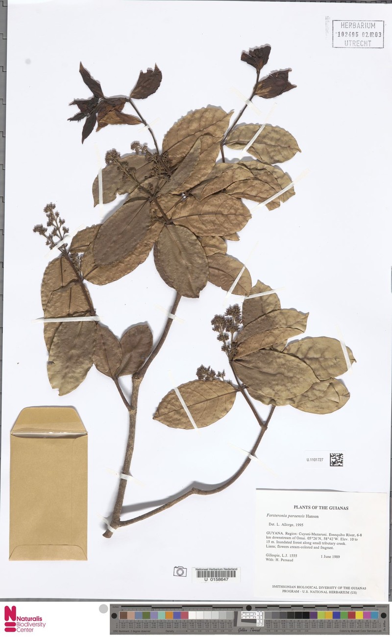 Forsteronia paraensis photo 5