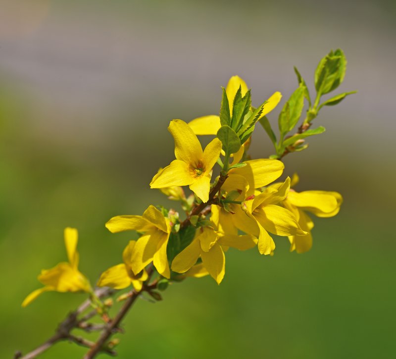 Forsythia europaea