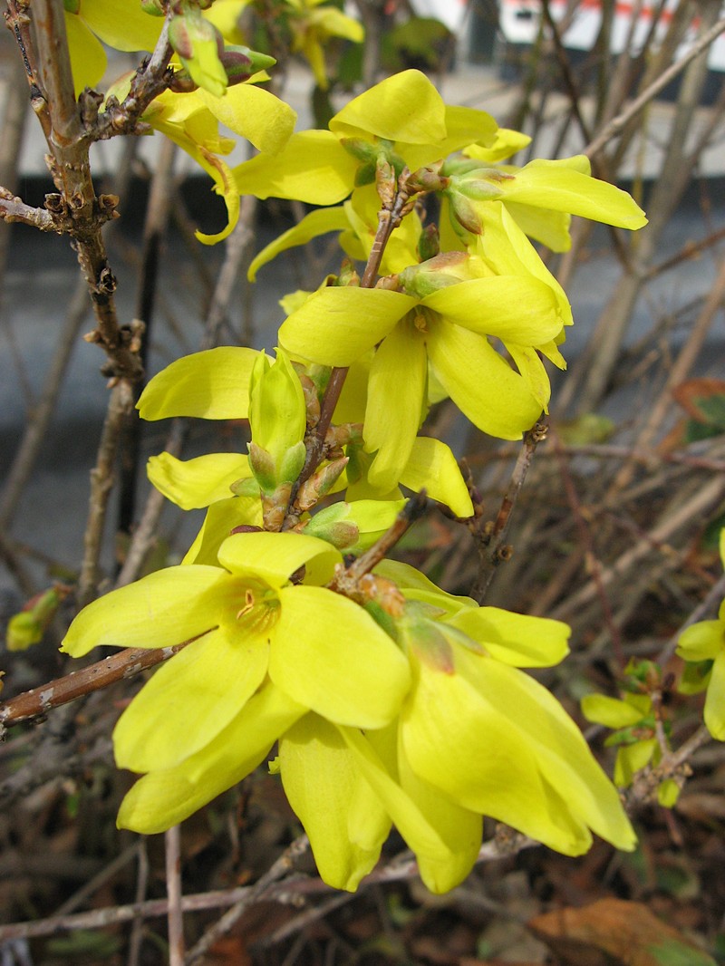 Showy Forsythia photo 2