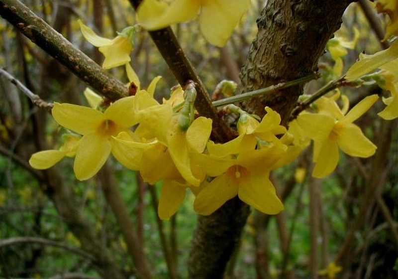 Showy Forsythia photo 3
