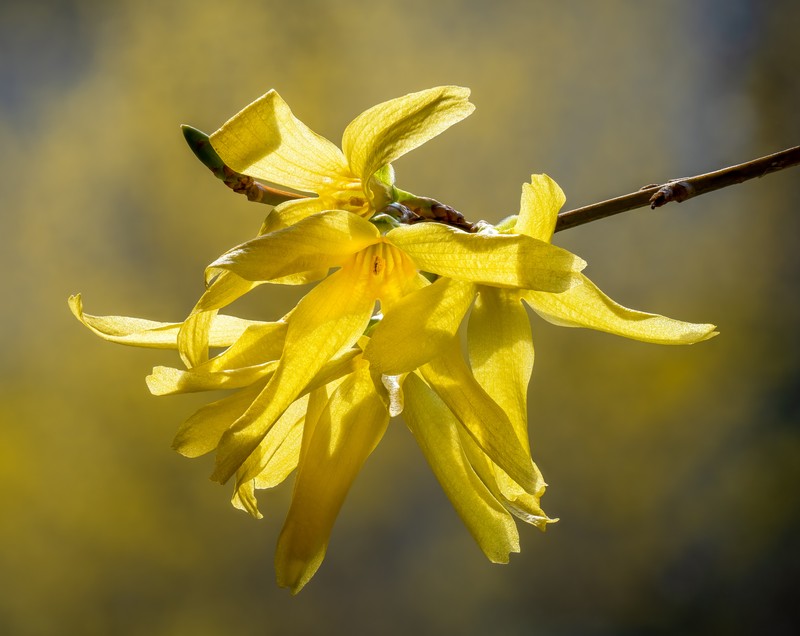 Showy Forsythia photo 4