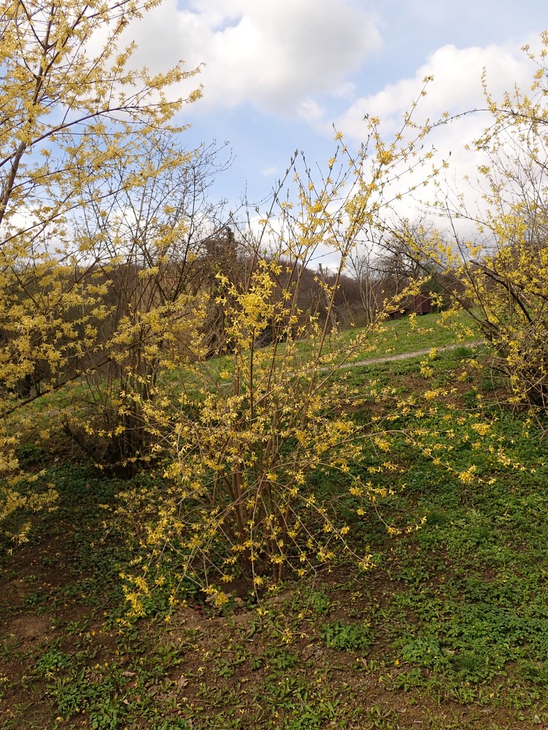 Early Forsythia