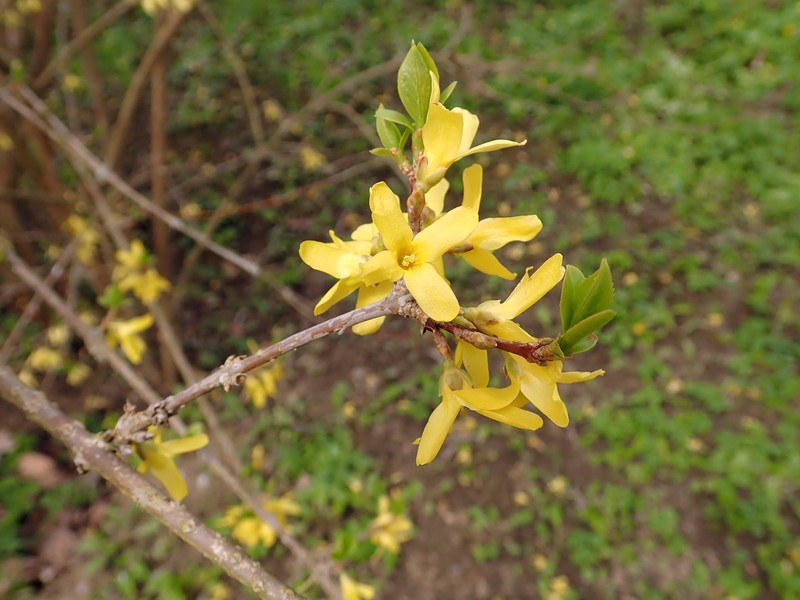 Early Forsythia photo 5