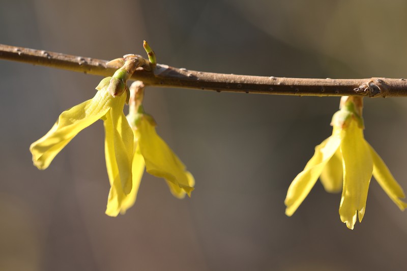 Early Forsythia photo 6