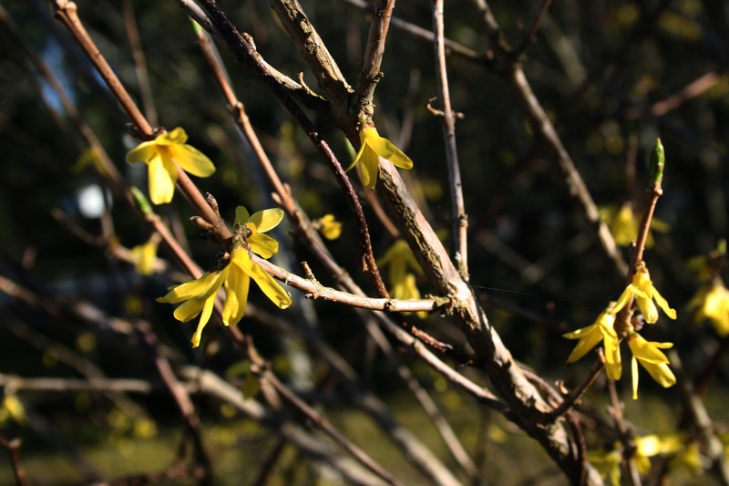 Early Forsythia photo 2