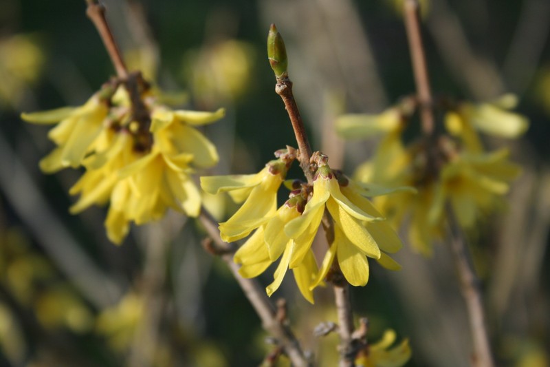 Early Forsythia photo 3