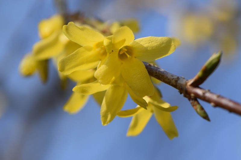 Early Forsythia photo 4