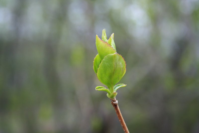 Early Forsythia photo 7