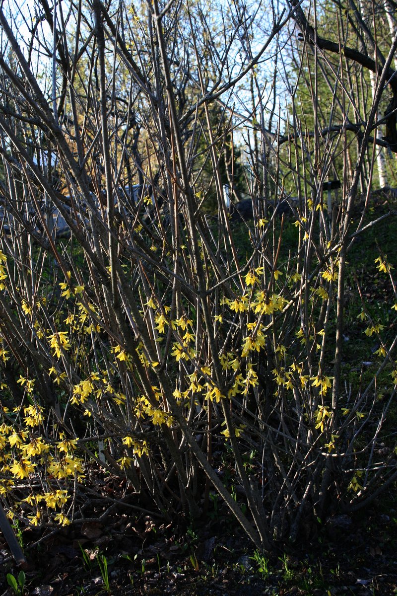 Early Forsythia photo 8