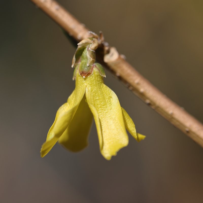 Early Forsythia photo 9