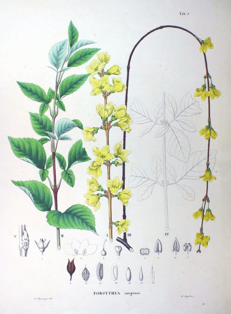 Weeping Forsythia photo 2
