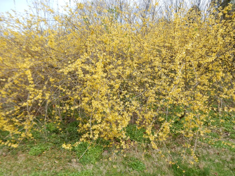 Weeping Forsythia photo 3