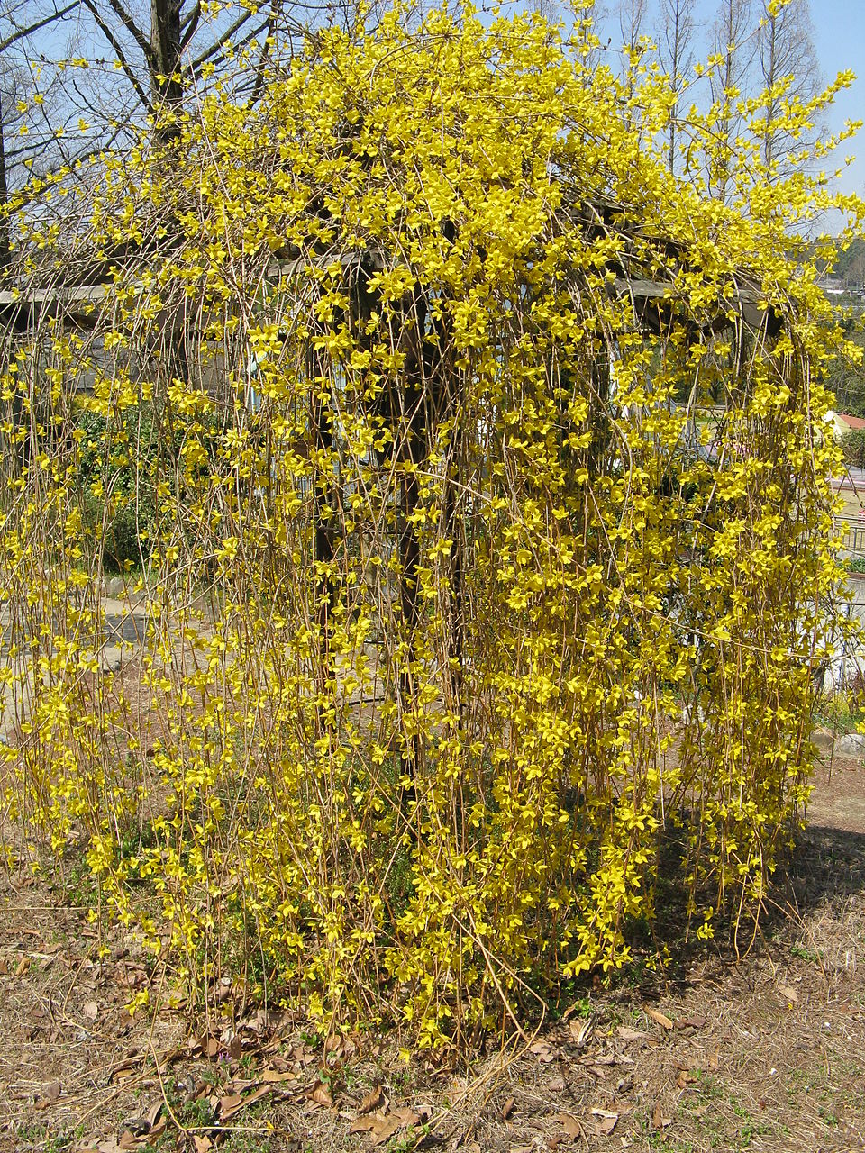 Weeping Forsythia photo 5