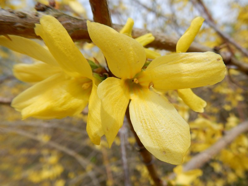 Weeping Forsythia photo 6