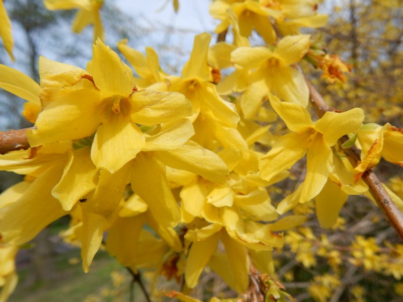 Weeping Forsythia photo 7