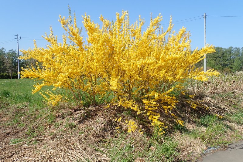 Weeping Forsythia photo 8