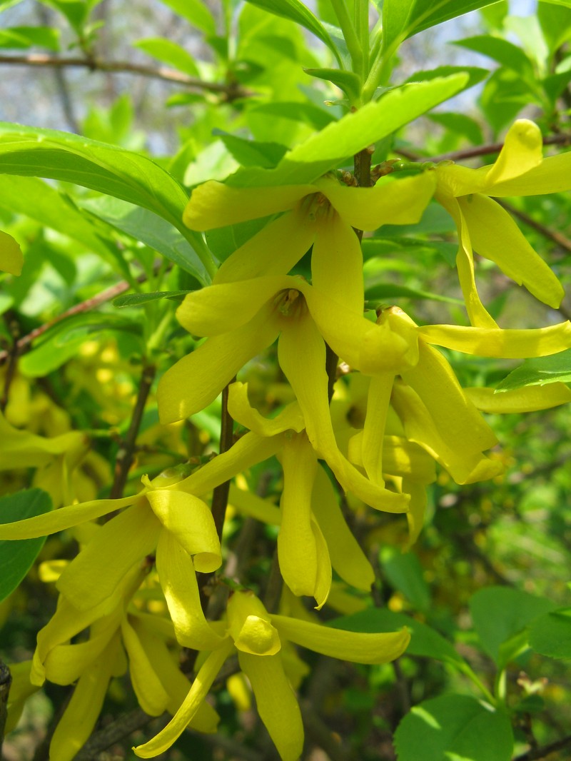 Greenstem Forsythia photo 5
