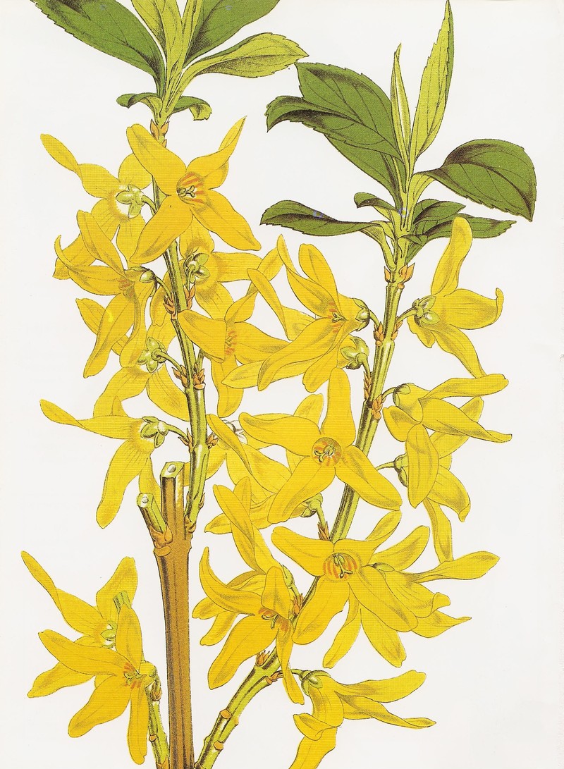 Greenstem Forsythia photo 3