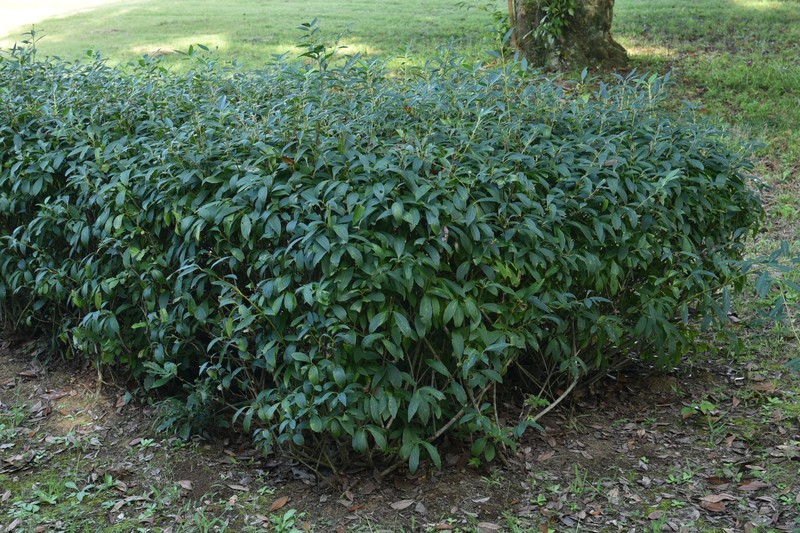 Greenstem Forsythia photo 4