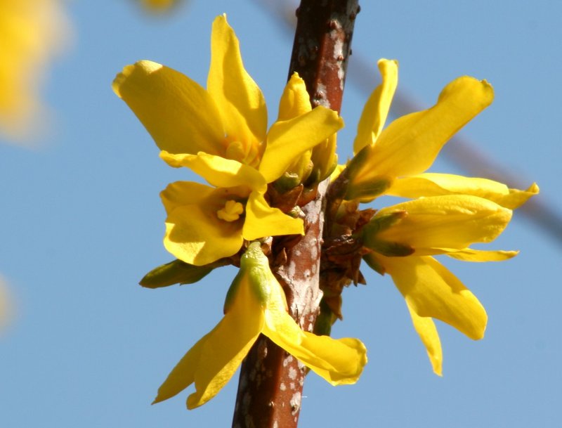 Greenstem Forsythia photo 6