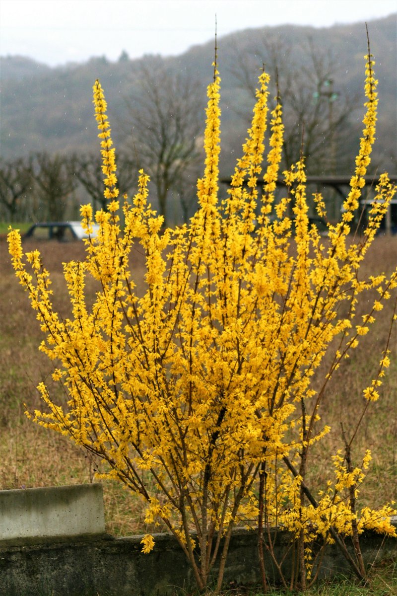 Greenstem Forsythia photo 7