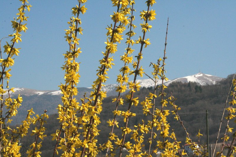 Greenstem Forsythia photo 8