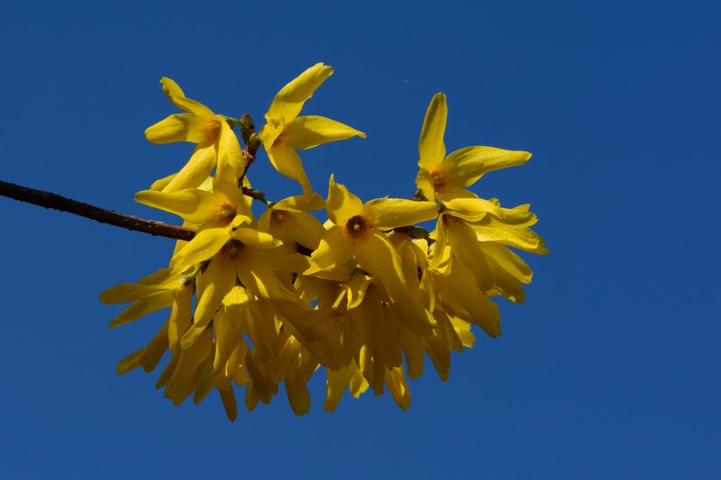 Showy Forsythia photo 5