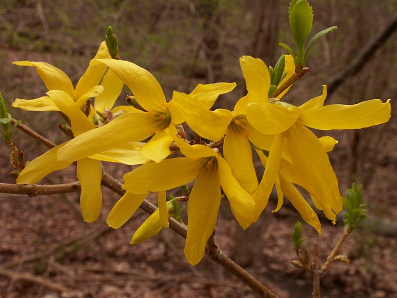 Showy Forsythia photo 6